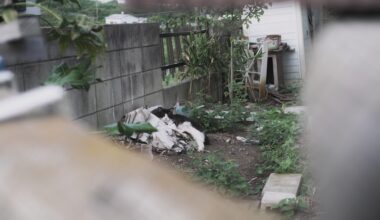 Kitty chilling in someone's yard