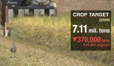Japan's farmers likely to see smaller rice harvest next year