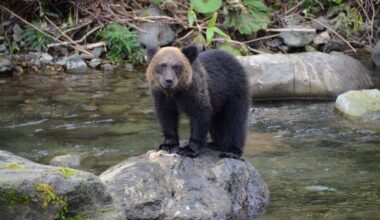 Tourists Feeding Bears in Japan Has Deadly Consequences - Unseen Japan