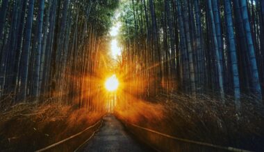 Arashiyama, the bamboo forest.