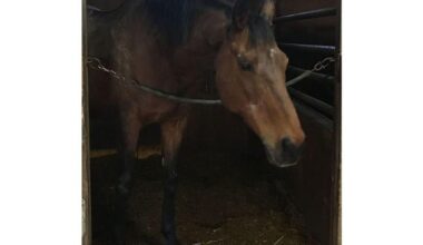 Haru Urara, Japan’s winless “Star of the Losers” race horse, has passed away