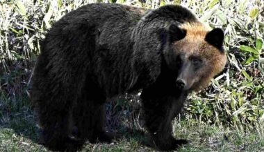 Bear Repellent Rental Business Booming in Hokkaido