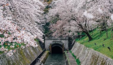 The Cherry Blossoms at Lake Biwa Canal in Otsu