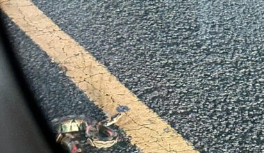 Snake spotted in Shimokitazawa