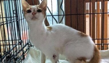 10 stray cats missing one leg each found in west Japan's Niihama; cause unclear