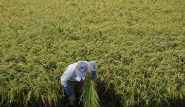 Japan's rice demand estimate lifted as tourists' consumption factored in