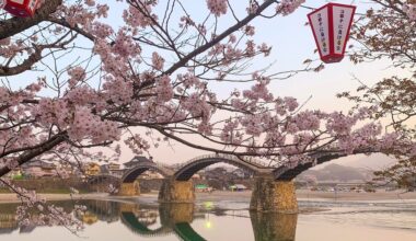 Sakura Season- Iwakuni, Yamaguchi Prefecture 2021