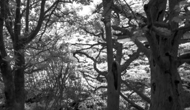 Hiking around Hakone with an infrared camera.