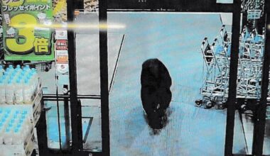 Bear wanders into supermarket in eastern Japan, injures 2 customers