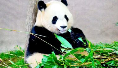 Will the "Prime Minister Takaichi vs. China" conflict lead to zero pandas in Japan? Ueno Zoo's "panda return deadline" is three months away. Official says "there are no moves to extend it"