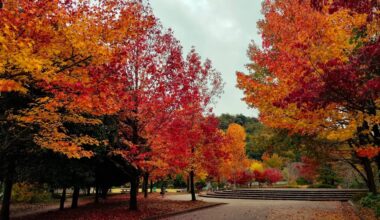 For those who are looking now, I saw some beautiful autumn leaves yesterday in Takaragaike. These ones peak early every year. Added a couple pics from my cycling route through Yase and one of Gion Tatsumi-bashi.
