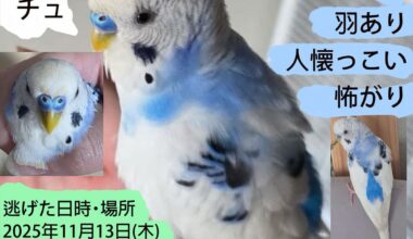 Lost budgie!! Please, if found, contact me!