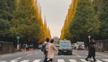 Be careful when crossing this road and taking photos of the Ginko trees ...