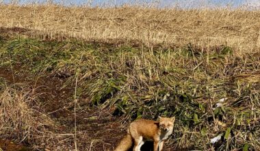 A fox in Niseko this afternoon