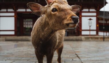 Sacred deer of Nara
