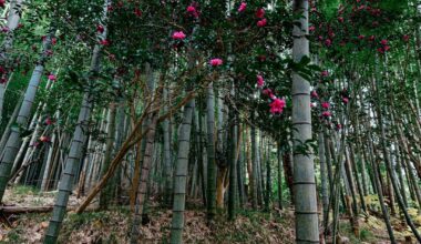 Camellia in a bamboo grove