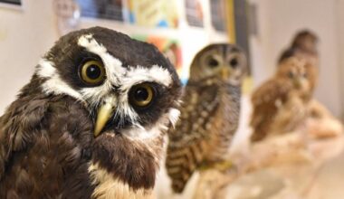 Investigation finds inadequate management, 137 bacteria species at wildlife cafes in Japan