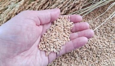 Consumer demand stay weak as new rice price stand at >5000Yen/5kg.