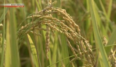 Japan's food self-sufficiency rate remains at 38% for 4th straight year