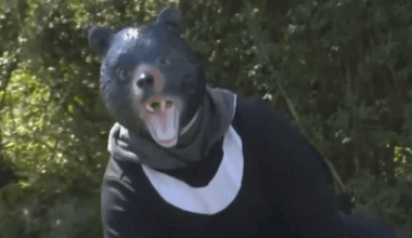 Japanese hot spring worker goes missing in suspected bear attack amid record number of cases