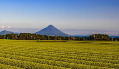 Been learning about Japanese tea culture and finally tried proper genmaicha – honestly wish I'd discovered this ages ago