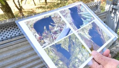 AI system developed in Japan to predict bear encounters with over 60% precision