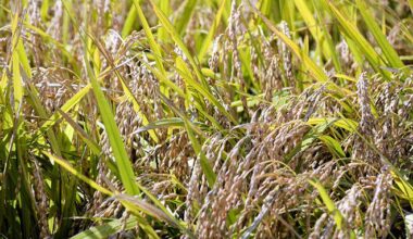 Rice prices surge to new record of 4,316 yen per 5 kilograms