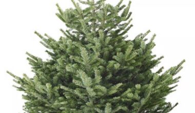 Where can I buy a real Christmas tree in Tokyo?