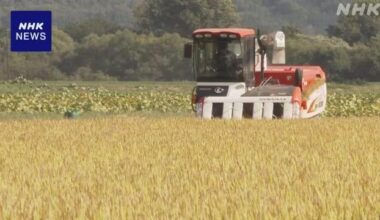 Ministry estimates surge in this year's rice harvest in Japan