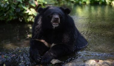 Japan has a sound plan to repel bears after deadly attacks