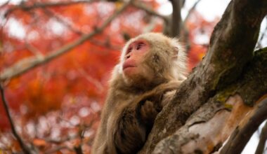 Arashiyama Monkey Park Iwatayama