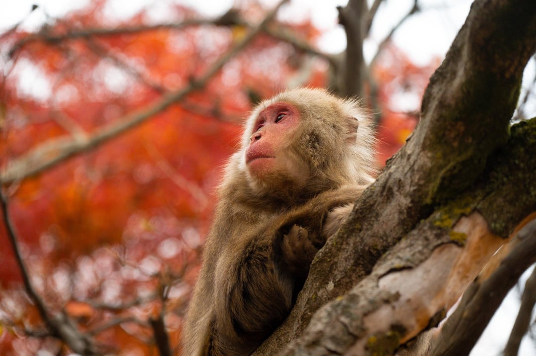 Arashiyama Monkey Park Iwatayama