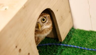 Investigation finds poor infection controls at some animal cafes in Japan