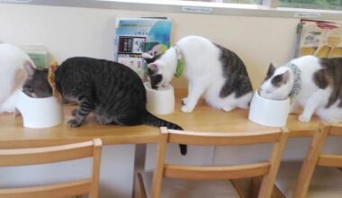 Three Ethical Cat Cafés in Kyoto (All rescued cats, quiet & welfare-focused)