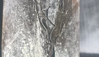 [Food Safety] Is this kombu still safe to eat? White spots and some yellow-green areas