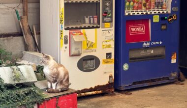 Cat island - Ainoshima, 2024