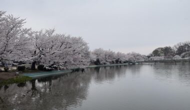 Garyu-koen no ohanami