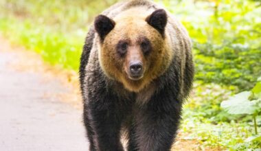 Bears have killed a record 7 people in Japan this year