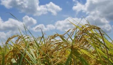 2025 rice harvest increase by 10% increase from previous year to 7.47 million tons due to increase in farm area