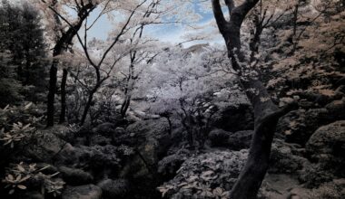 More hiking around Hakone with an infrared camera