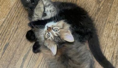 Safe sushi for cats?