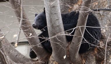 Rising bear attacks in Japan prompt new shooting rules, but hunters dwindle