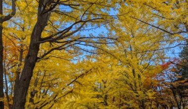 Autumn at Ginkgo Avenue, Hokkaido University, Sapporo