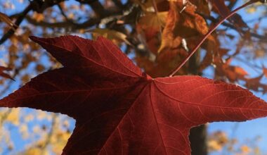 🍂 Autumn leaves in the neighborhood, Yokohama.