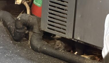 Saw a rat in a restaurant