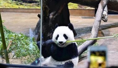 China Steps Up ‘Wolf Warrior’ Diplomacy Against Japan, Hurling Accusation About Plutonium Stockpile