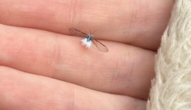 What are these adorable flying creatures?
