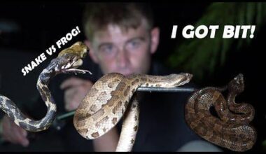 Went looking for snakes in Okinawa and thought I would share my findings!