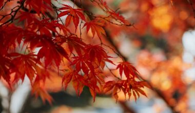 Autumn leaves in Tohoku & Hokkaido 2025