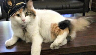 Beloved Cat Stationmaster Nitama in Wakayama Pref. Passes Away at 15